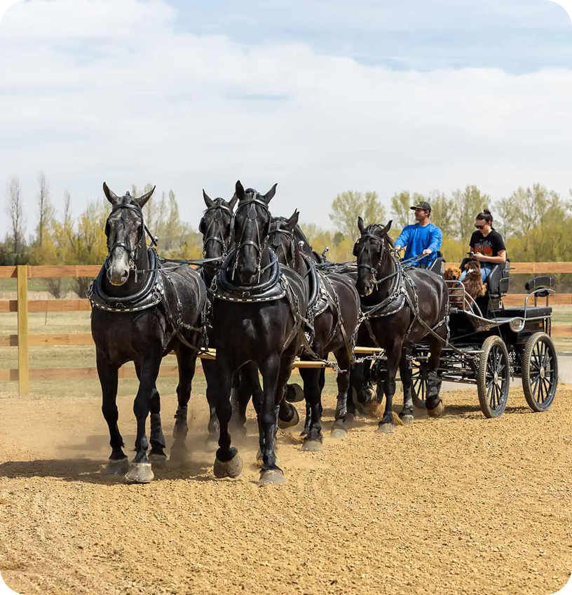 Meadowlark Ranch Too