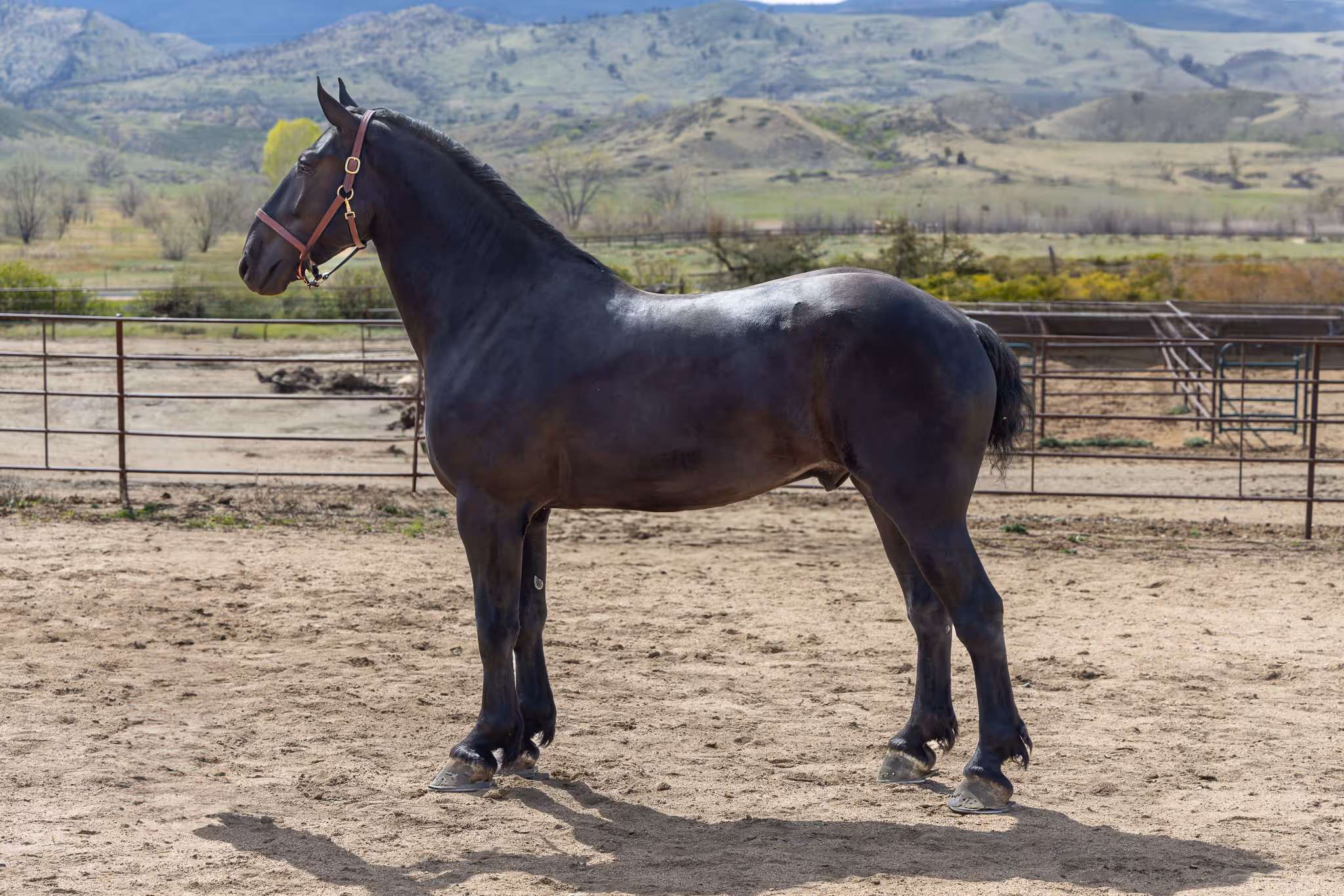 This is an image of Barrett.